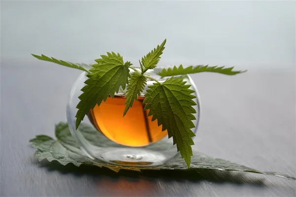 植物がメンタルヘルスに与える効果とは？5分でできる癒しの習慣