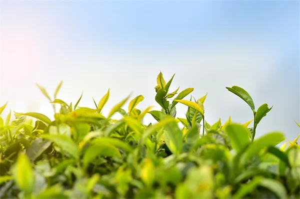 キク科だけの庭にするとどうなる？実体験から学ぶメリットとリスク