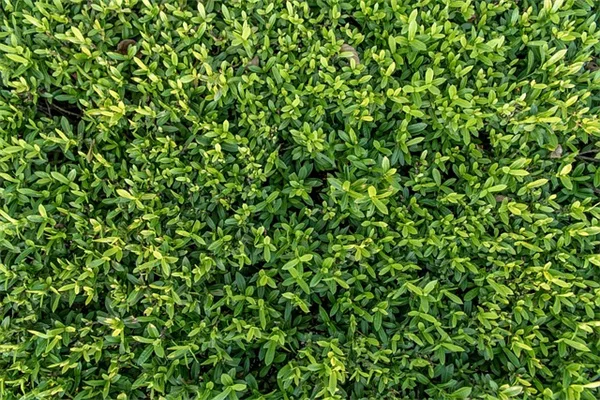 犬の芝生ダメージを完全解決！尿焼け・掘り起こし・踏みつけの修復と予防法