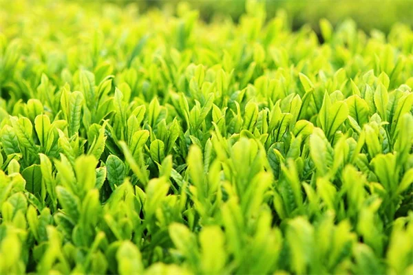 なぜ私がジャスミンを植えたのか？衝動買いが生んだ最高の庭体験と育て方のコツ