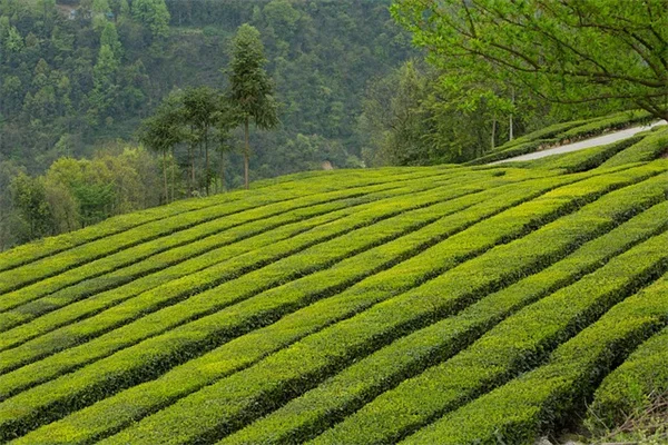 日陰のスペースを華やかに！多年生植物で作る失敗しない陰花壇のコツ